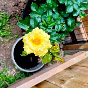 Meet your Posher, Denise